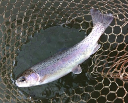 すれていない魚を探せ！ 大安トラウトレイク